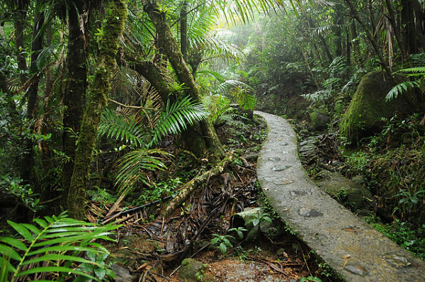 Rain forest path